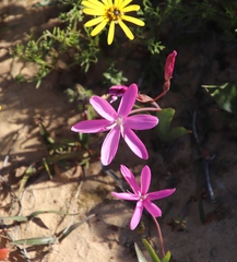 Hesperantha pauciflora