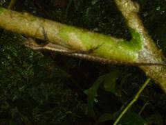 Uranoscodon superciliosus