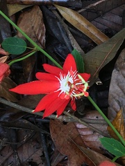 Passiflora miniata