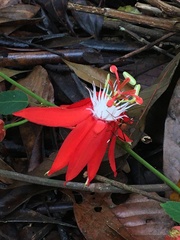 Passiflora miniata