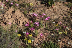 Hesperantha pauciflora