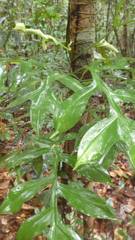 Philodendron distantilobum