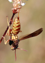 Polistes aurifer