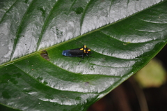 Zyzzogeton quadrimaculata