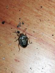 Stagonomus bipunctatus bipunctatus