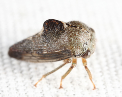 Telamona decorata