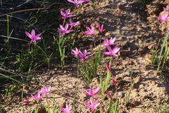 Hesperantha pauciflora