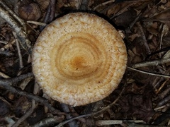 Lactarius romagnesii
