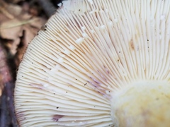Lactarius romagnesii