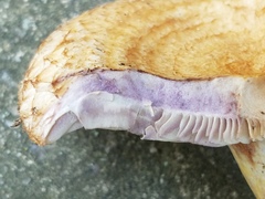 Lactarius romagnesii