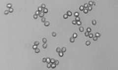 Lactarius romagnesii