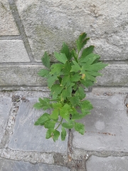 Levisticum officinale