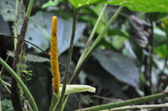 Anthurium panduriforme