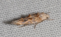 Mompha stellella