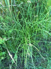 Carex lurida