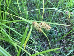 Carex lurida