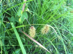 Carex lurida