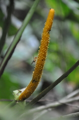 Anthurium panduriforme