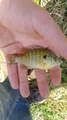 Lepomis peltastes