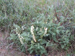 Phillyrea angustifolia