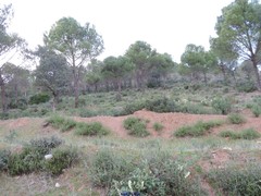 Phillyrea angustifolia