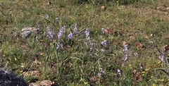 Ixia rapunculoides