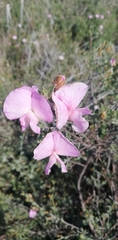 Podalyria leipoldtii