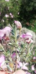 Podalyria leipoldtii