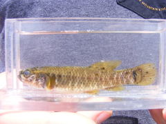 Umbra limi