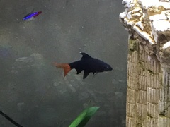 Epalzeorhynchos bicolor