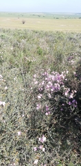 Podalyria leipoldtii