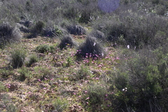Hesperantha pauciflora