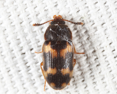 Mycetophagus obsoletus