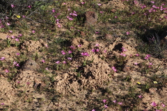 Hesperantha pauciflora
