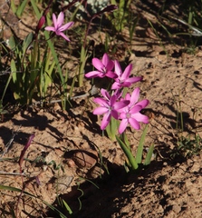 Hesperantha pauciflora