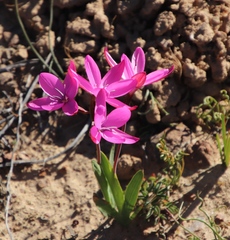 Hesperantha pauciflora