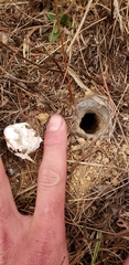 Calisoga longitarsis