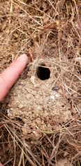 Calisoga longitarsis