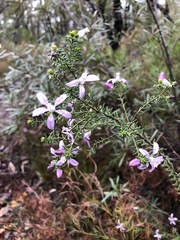 Philotheca salsolifolia