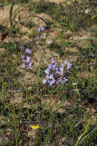 Image of Ixia rapunculoides by (c) Tony Rebelo, some rights reserved (CC BY-SA)