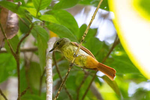 Rufous-tailed Flatbill