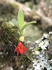 Fernandezia