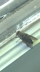 Tabanus