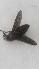 Tabanus