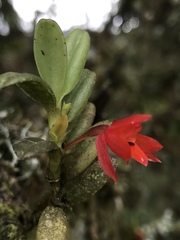 Fernandezia