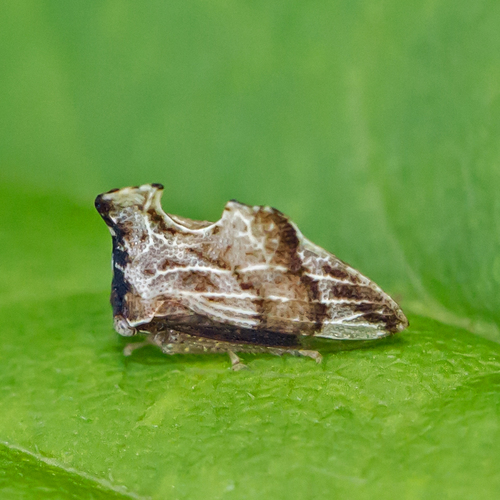 Keeled Treehopper photo 4