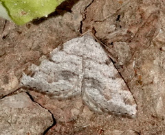 Macaria quadrilinearia