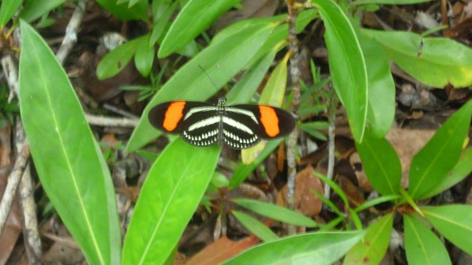 Heliconius hermathena