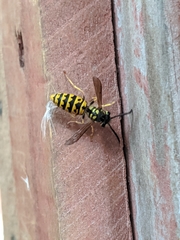 Vespula germanica