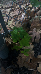 Magnoliopsida